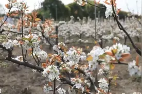千亩梨花林 繁花胜雪视频封面