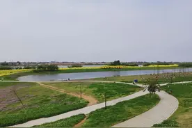 十洲公园，别样的油菜花海，成为游客的网红打卡地图片