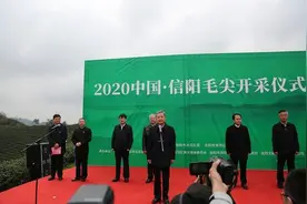 三月飘雪推高信阳毛尖热度 直播带货风头无两图片