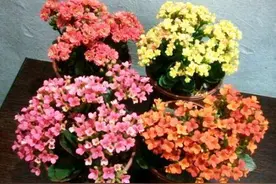 休闲时光｜3种花有个阳台就能养，盆越小开花越多，轻松开成花园图片