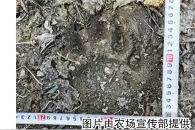 黑龙江边一农场又现虎迹 半夜进院看门犬虎口脱险图片