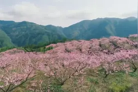 这片桃花林，惊艳了春天视频封面