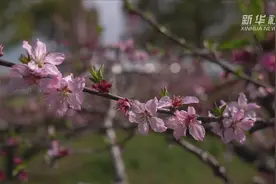 上海崇明：赏桃花春色 品“莓”好时光视频封面