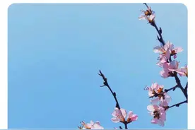 玉渊潭早樱盛开票难预约，2元门票黄牛翻百倍出售图片