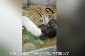 长沙一室内动物园被指大批动物死亡，林业局已介入调查图片