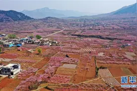 山东济南：万亩桃花笑春风图片