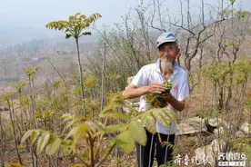 蒙阴前城的千亩香椿采摘上市啦图片