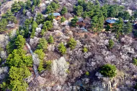 美！阳春三月桃花沟图片
