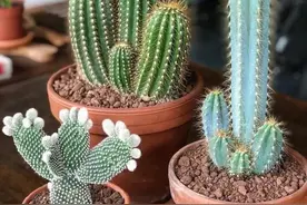 会“呼吸”的办公室？这些绿植你值得拥有图片