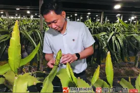 美！7万盏灯点亮火龙果园，灿若星河图片