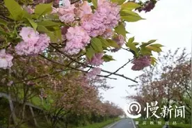 家门口的晚樱开好了，重庆主城赏樱地图请收下图片