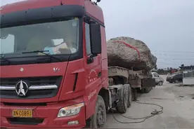 泰安：大型石头吊装运输工作有序复工，9790块大型石头搬至“新家”图片