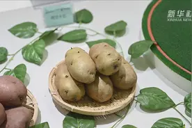 乌兰察布：马铃薯全产业链助力脱贫攻坚视频封面