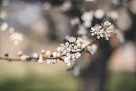 祝福 | 三月，再见！四月，你好！愿所有花开，不负等待图片