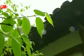 独家视频丨习近平考察杭州湿地保护利用和城市治理情况视频封面