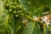 夏威夷果不是来自夏威夷？丨谣言粉碎机图片
