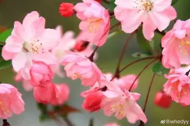 怦然心动的桃花诗词，邀你一起云赏花图片