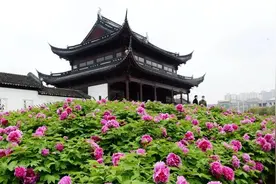 天中山的牡丹，开得真美图片