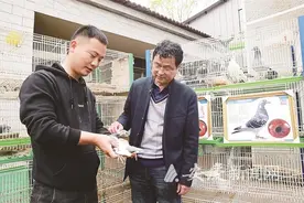 养殖信鸽“啄”开了致富门图片