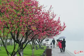 浙江杭州：烟雨西湖似水墨画卷图片