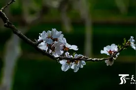「高清组图」莎车巴旦木花盛开 百万亩花海等你来图片