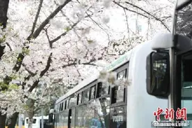 上海樱花车站迎花季这也太美了叭图片