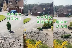 英国男子扮“灌木丛”溜出门买东西 环顾小跑匍匐翻滚笑翻邻居图片