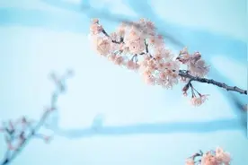江苏大学：春天在这里呀图片