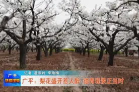 广平：梨花盛开惹人醉 踏青观景正当时图片
