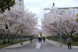 同济大学的樱花又开了，今年的赏花新事，你要听听吗？图片
