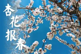 新疆“烟花三月”图片