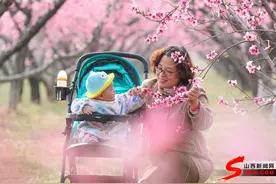 山西平陆：百亩桃花开 游客八方来图片