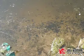 清水河有人捞鱼仔蝌蚪 执法人员前往现场检查制止图片
