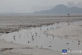 亲历者讲述深圳湾红树林30年变迁：对生态敏感区域做改变要小心图片