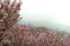 春龙花果山樱花盛开，整个春天都是甜甜的味道图片