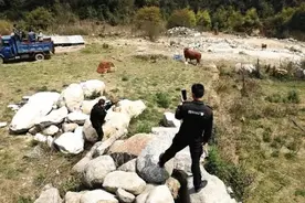 治庸·铁军│“牛魔王”四处撒野，特警果断开枪击毙图片