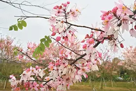 满园春色惹人醉图片