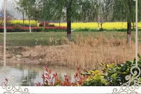濮阳这个地方的油菜花开了，满眼金黄色，美不胜收图片