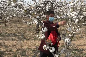 聊城冠县韩路村：万亩梨花竞相绽放 小梨花带来大收益图片