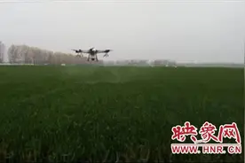 遂平县阳丰镇杨庄村：无人机打药 践行科技扶贫图片