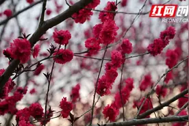 新田：紫叶碧桃醉春风 灼灼其华美如画图片