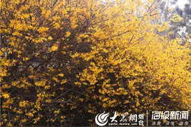 春光无限好！清明将至，烟台南山公园邀您赏花踏青图片