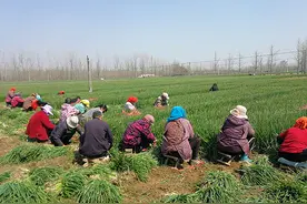 新沂：“葱”香四溢出国门 小楼葱种出“聚宝盆”图片