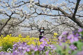河北晋州：梨花吐芳果农忙图片
