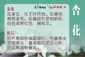 超实用！9图教你分辨春季常见花朵图片