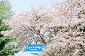 青岛城阳樱花已盛开！这棵消息树预示清明中山公园也可以赏樱了图片