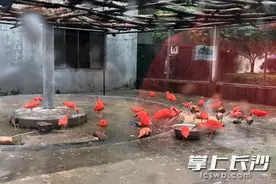 长沙首个野生动物收容救护中心挂牌成立 发现迷途、受伤野生动物这么做图片