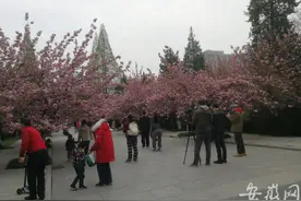 跟随记者镜头 观赏中国科大绽放的樱花图片