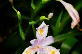 扁竹兰图片