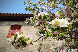 清明去哪儿玩？邹城踏青赏花4条路线你最心仪哪一个图片